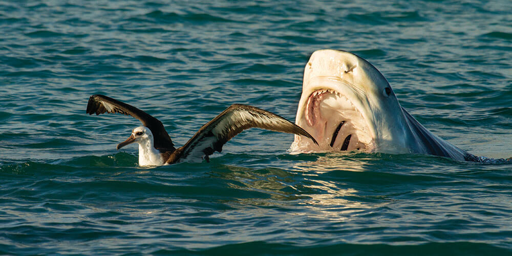 A shark approaching an albatross from behind with its mouth open