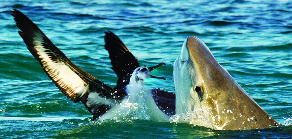 A tiger shark attacks an albatross