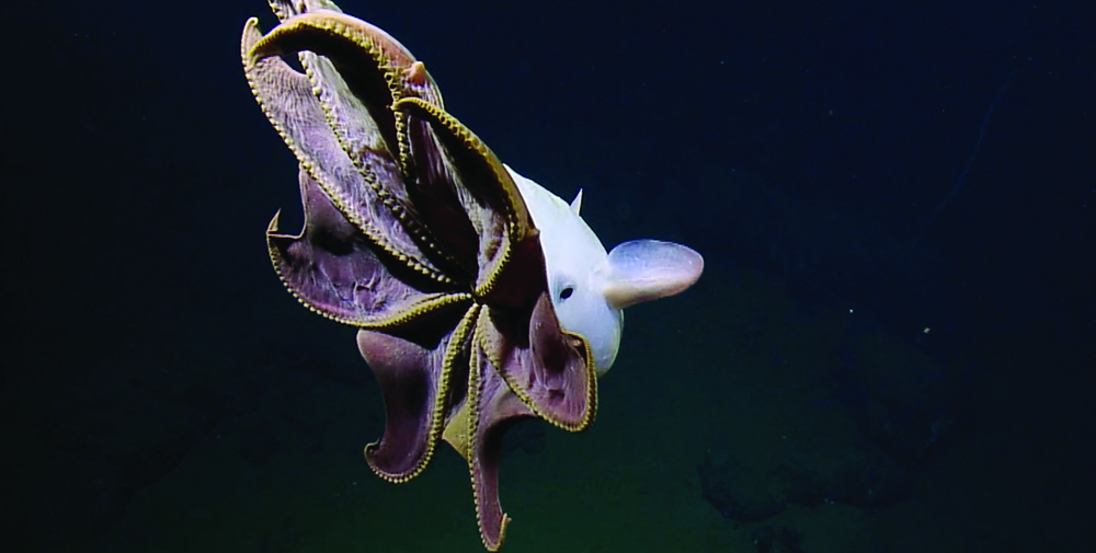 An umbrella octopus in deep water