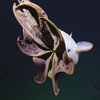 An umbrella octopus