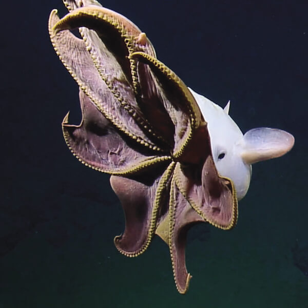 An umbrella octopus