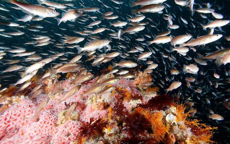 school of rockfish swimming among coral