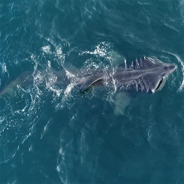 basking shark feeds near the surface of the water