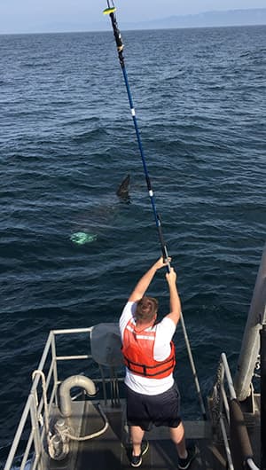 researcher affixes a satellite tag to a basking shark