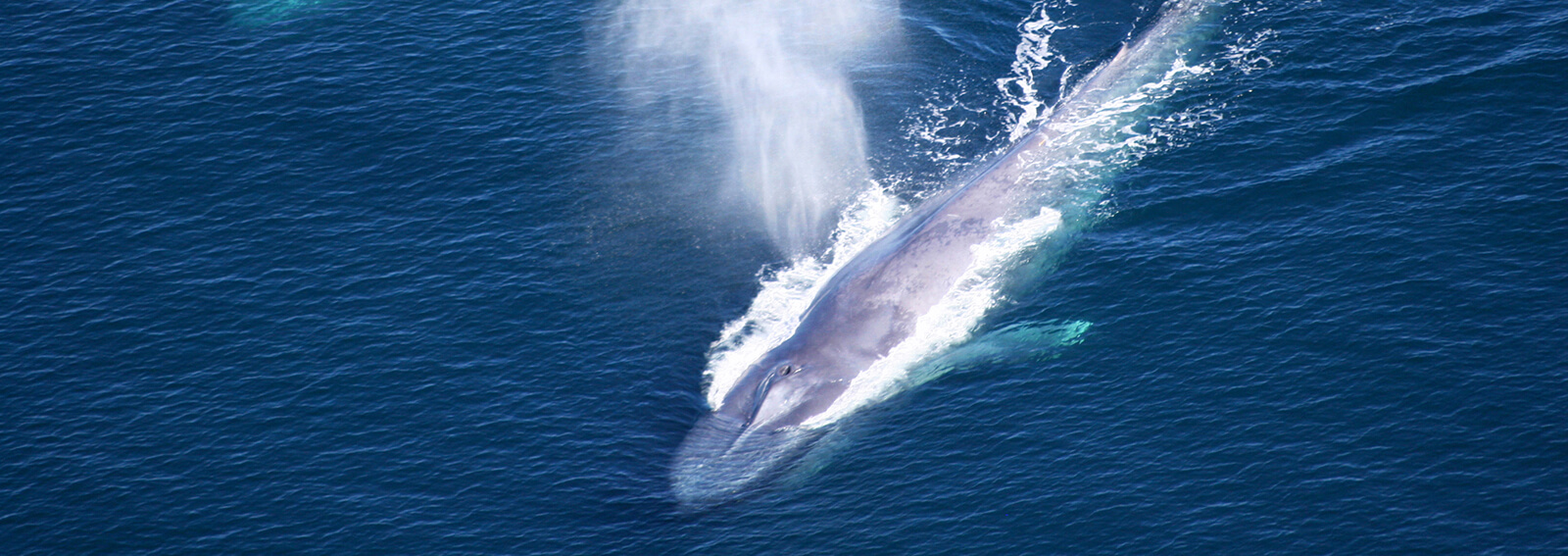 A blue whale seen from above