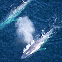 Aerial shot of two blue whales