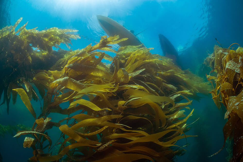 A view of kelp with two kayaks floating above