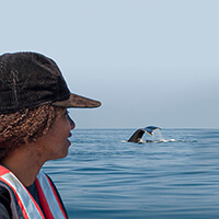 A women on a ship looks toward a whale tail in the distance