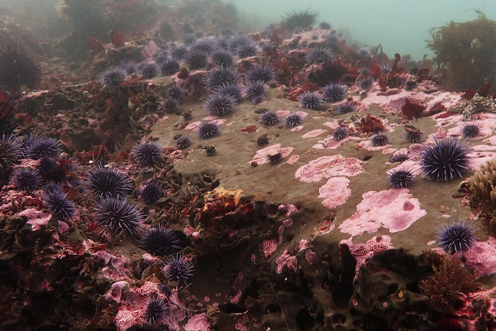 many urchins on a rocky seafloor