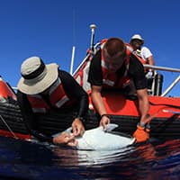 researchers tagging a ulua (giant trevally) from the side of a boat