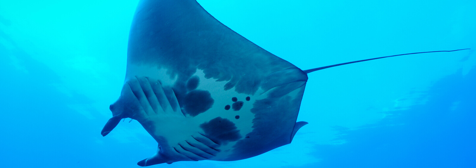 A manta ray seen from below