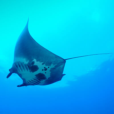 A Manta Ray seen from bellow