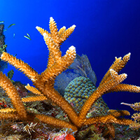 Brown Spikey coral