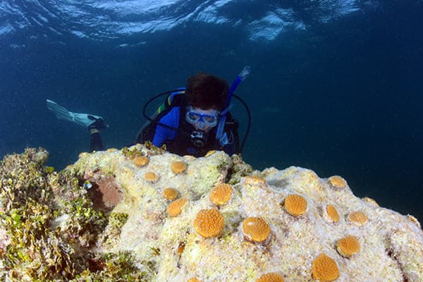 A diver surveys outplanted corals on a restored coral bed