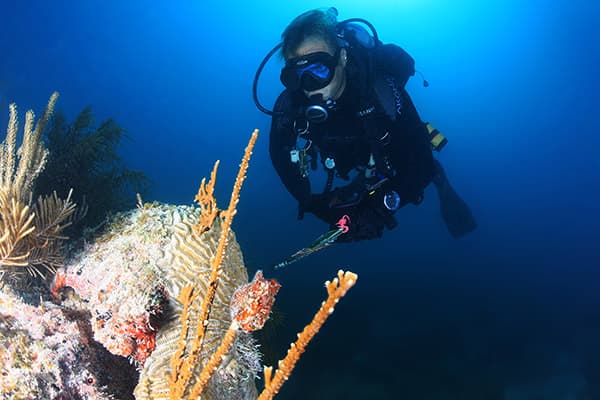 diver surveying coral