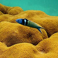 A bluehead wrasse swims over an Orbicella coral