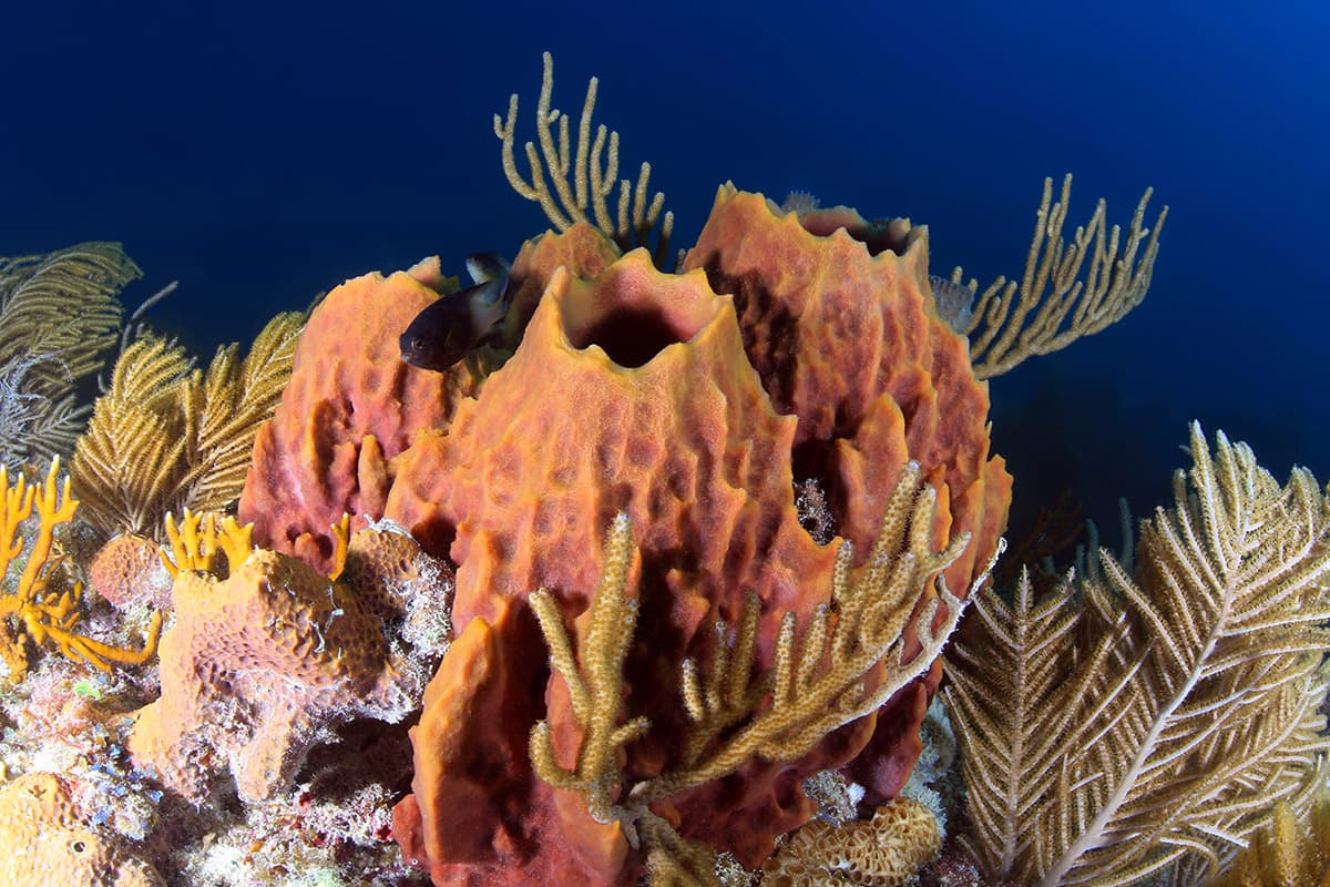 an orange sponge on the reef