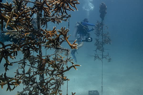 Divers maintain trees used to grow staghorn corals