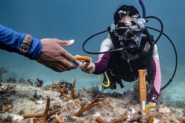 A diver attaches staghorn coral to the seabed