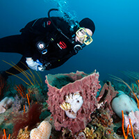 A diver floats above corals
