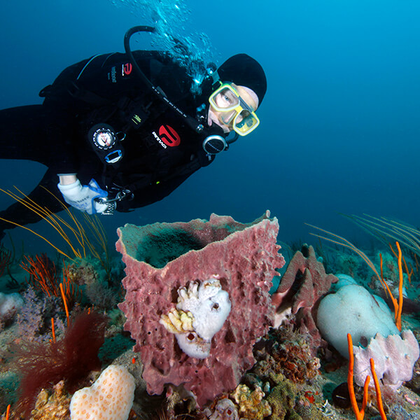 A diver swims above corals
