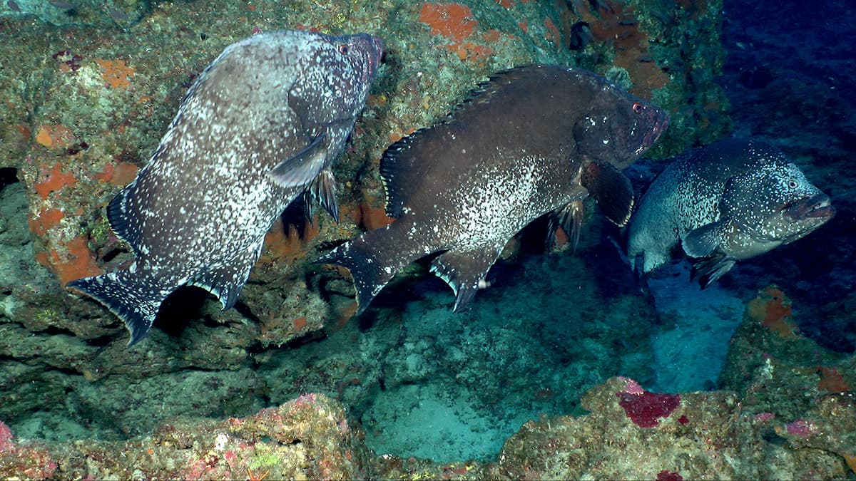 three marbled grouper swimming
