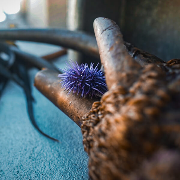 Closeup of an urchin