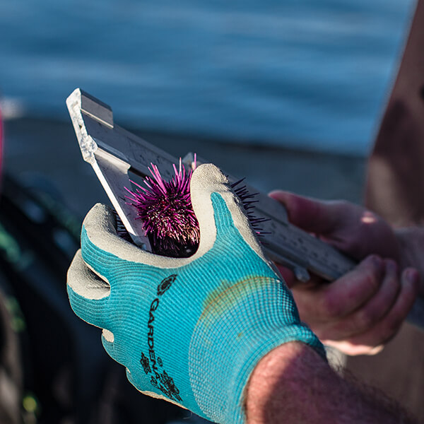 A person measures an urchin