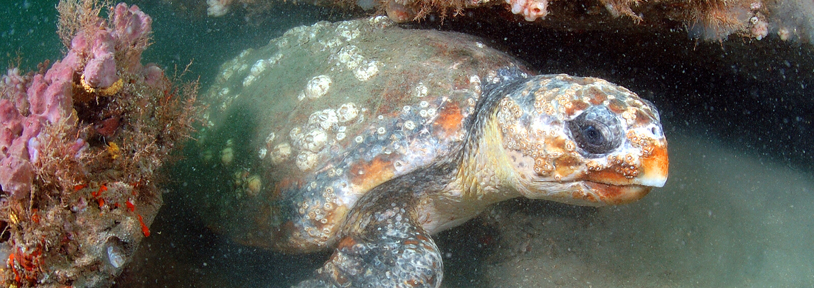 A seaturtle swims among corals