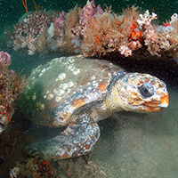 A sea turtle swims between corals