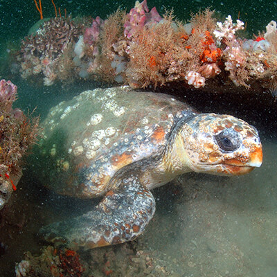 A sea turtle swings between corals