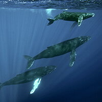 3 humpback whales swim just below the surface