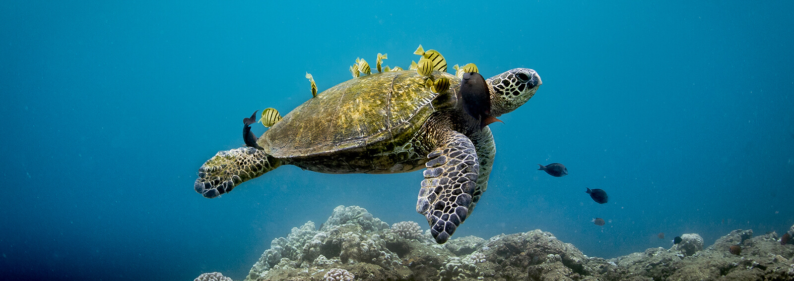 A sea turtle swims with yellow fish clinging to its shell