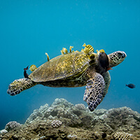 A turtle swims with bright yellow fish on its back
