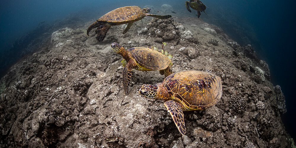 Turtles swim over rocks, one ha yellow fish picking at its shell