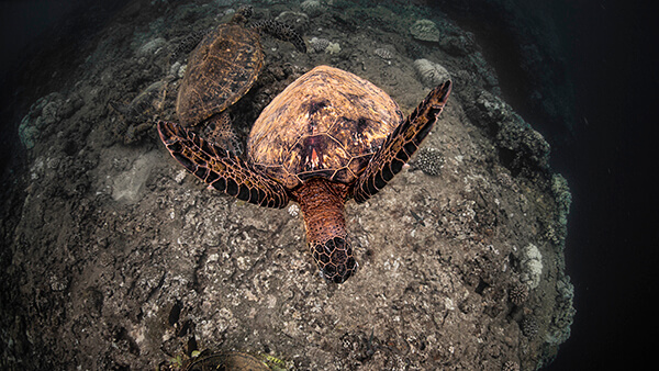 An overhead shot of a sea turtle