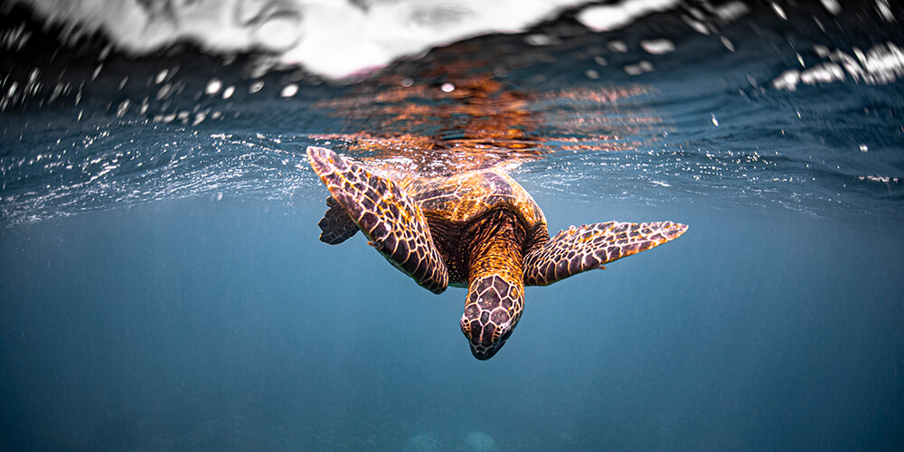 A sea turtle looks down form the surface of the water