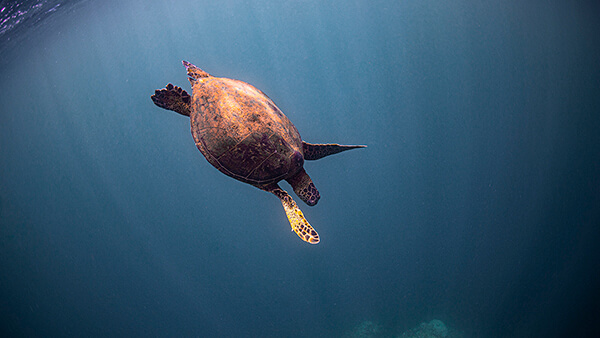 A sea turtle swims downward