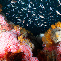 Fish swim Around bright pink corals