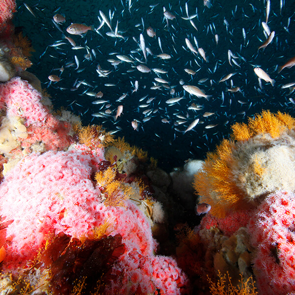 Small fish swarm around corals