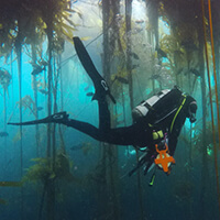 a diver swims in front of kelp