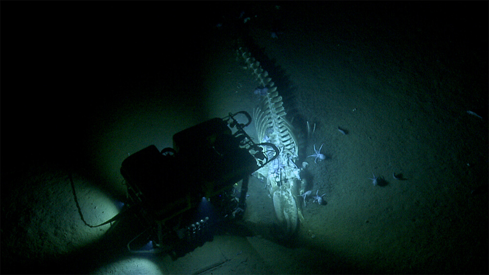 An rov shines a light down at the carcas of a whale