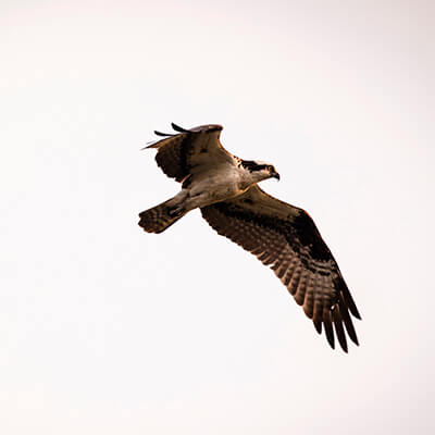 An Osprey flying on a cloudy day