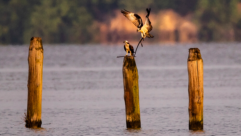 The shipwrecks of Mallows Bay serve as habitat for animals like ospreys