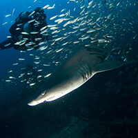 A shark swims in front of of a diver as fish swarm around