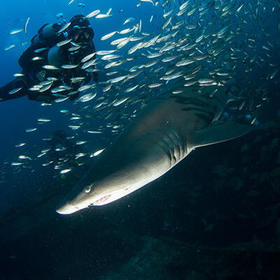 A Shark swims in front of a dicer with fish swarming