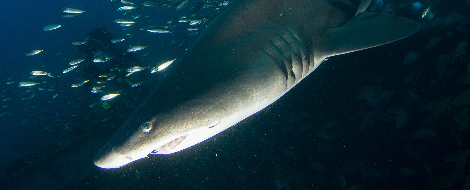 A shark with many small fish swimming around
