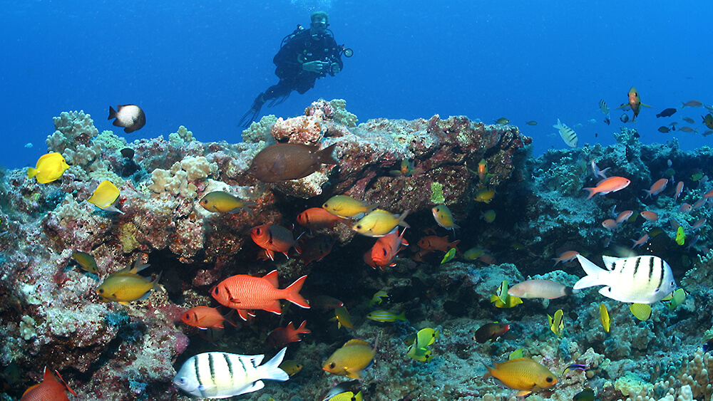 colorful fish swim around corals
