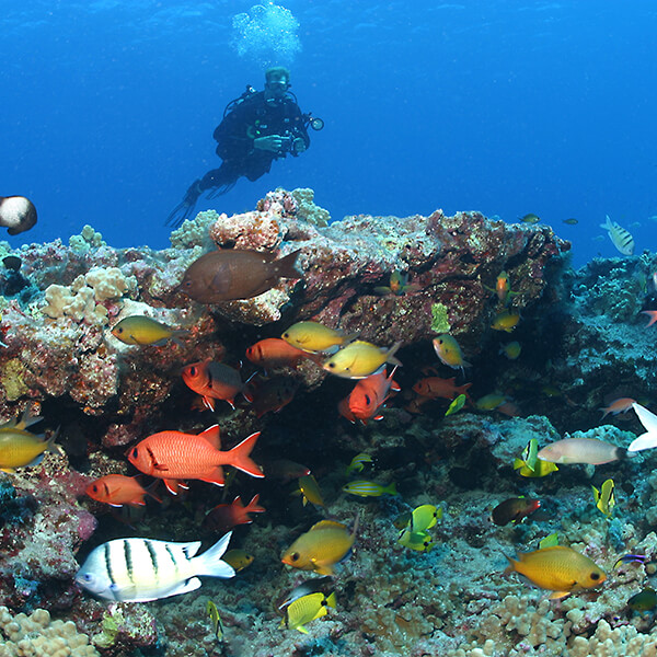 Fish swim around corals with a diver in the background