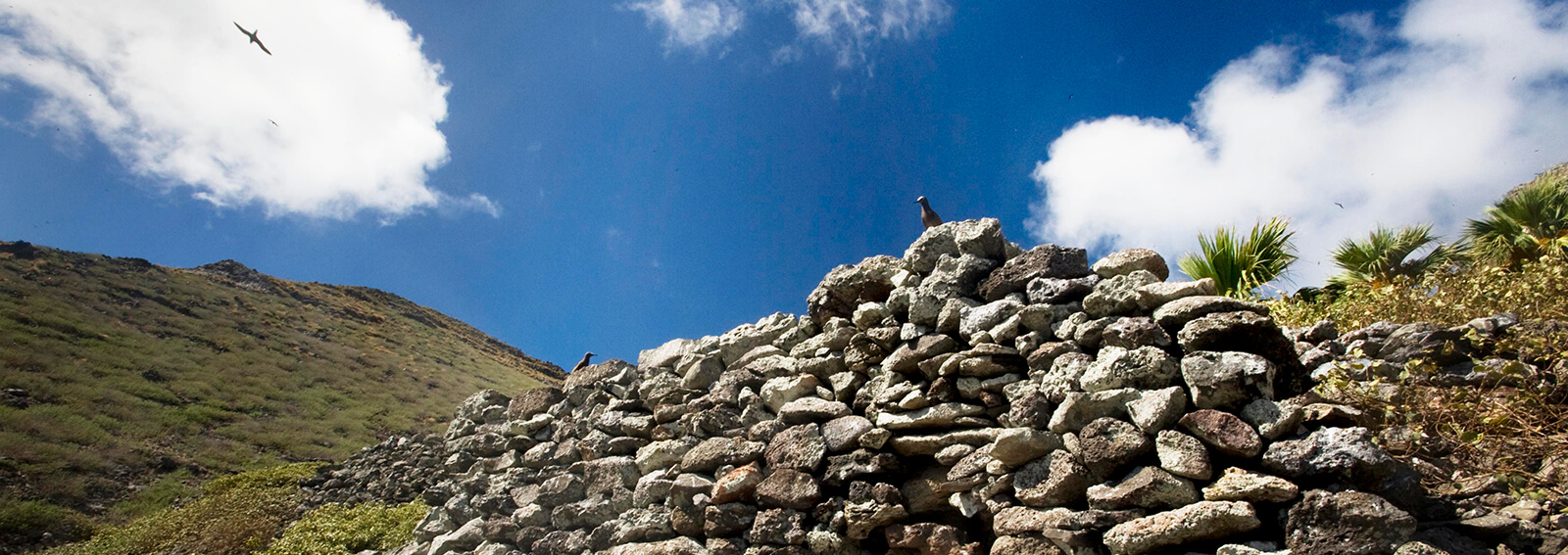 A bird sits atop a rock wall